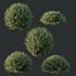 HQ Plants Gray Box Westringia Fruticosa Coastal Rosemary Set02 - Thumbnail 2