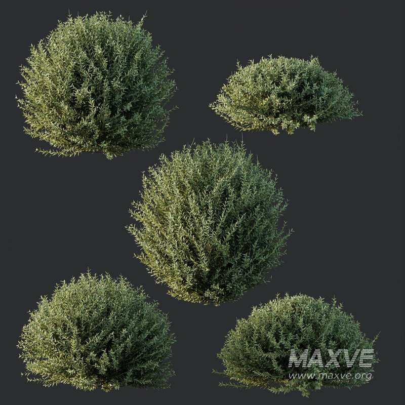 HQ Plants Gray Box Westringia Fruticosa Coastal Rosemary Set02 - Image 2