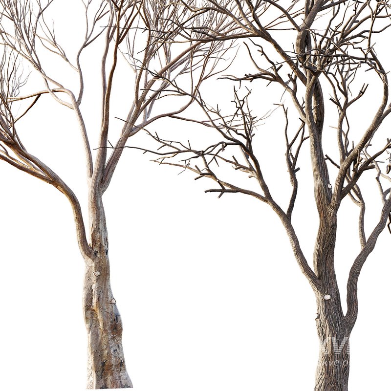 Dry Or Dead Tree 02 - Image 2