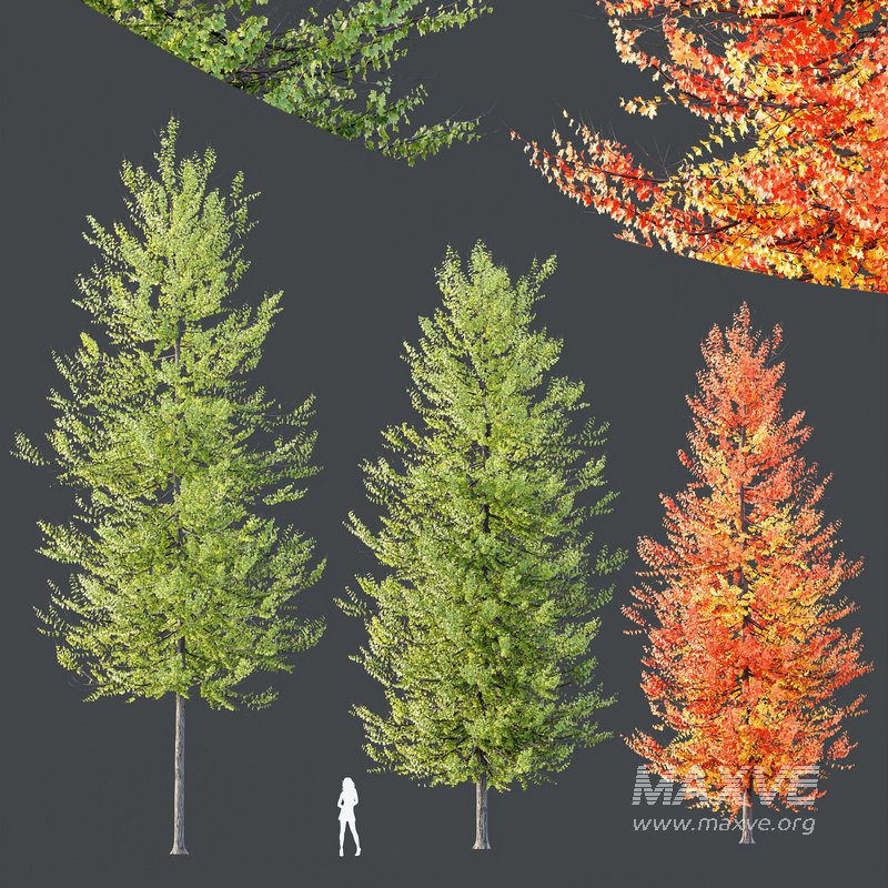 Plants Acer X freemanii Freeman Maple Sapindaceae Umbrella Set02 - Image 2