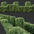 HQ Plants Ligustrum Ovalifolium Argenteum Aureum Box Hedge - Thumbnail 3