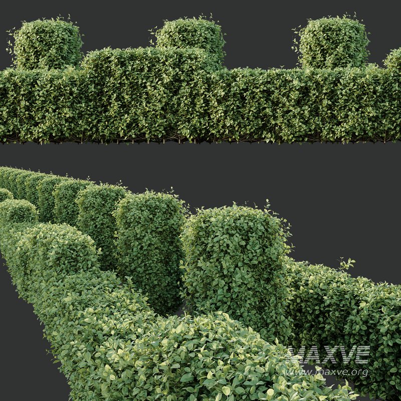 HQ Plants Ligustrum Ovalifolium Argenteum Aureum Box Hedge - Image 3