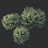 HQ Plants Gray Box Westringia Fruticosa Coastal Rosemary Flower - Thumbnail 3