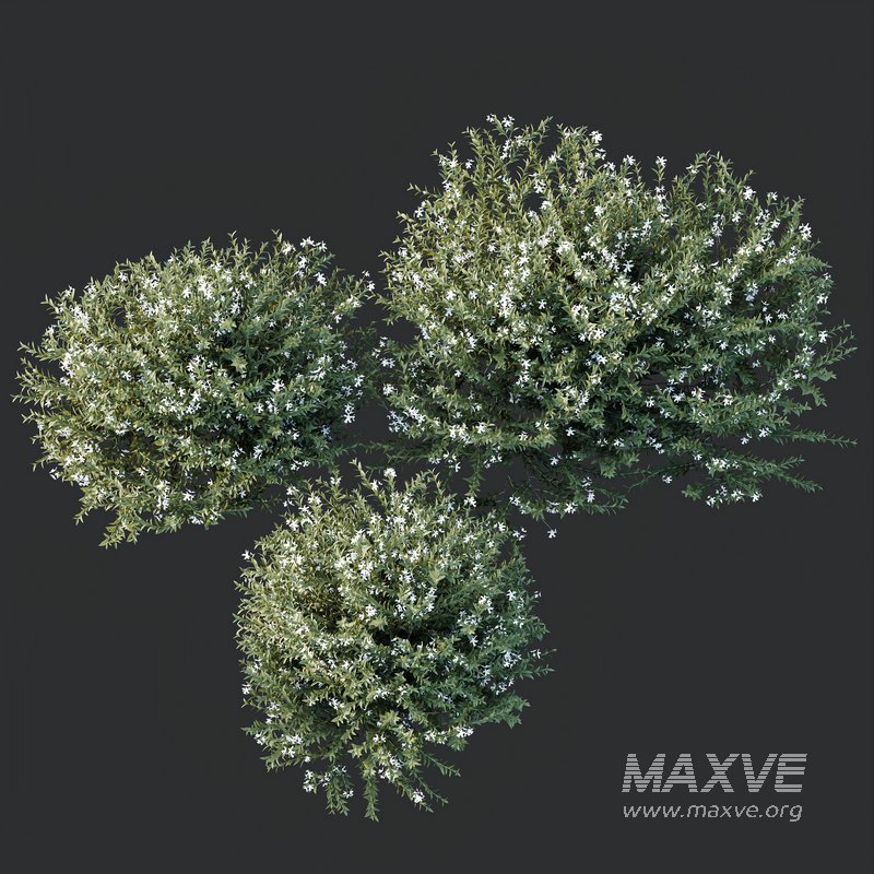 HQ Plants Gray Box Westringia Fruticosa Coastal Rosemary Flower - Image 3