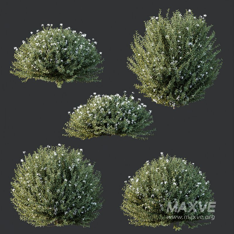Plants Gray Box Westringia Fruticosa Coastal Rosemary Flower Set02 - Image 2