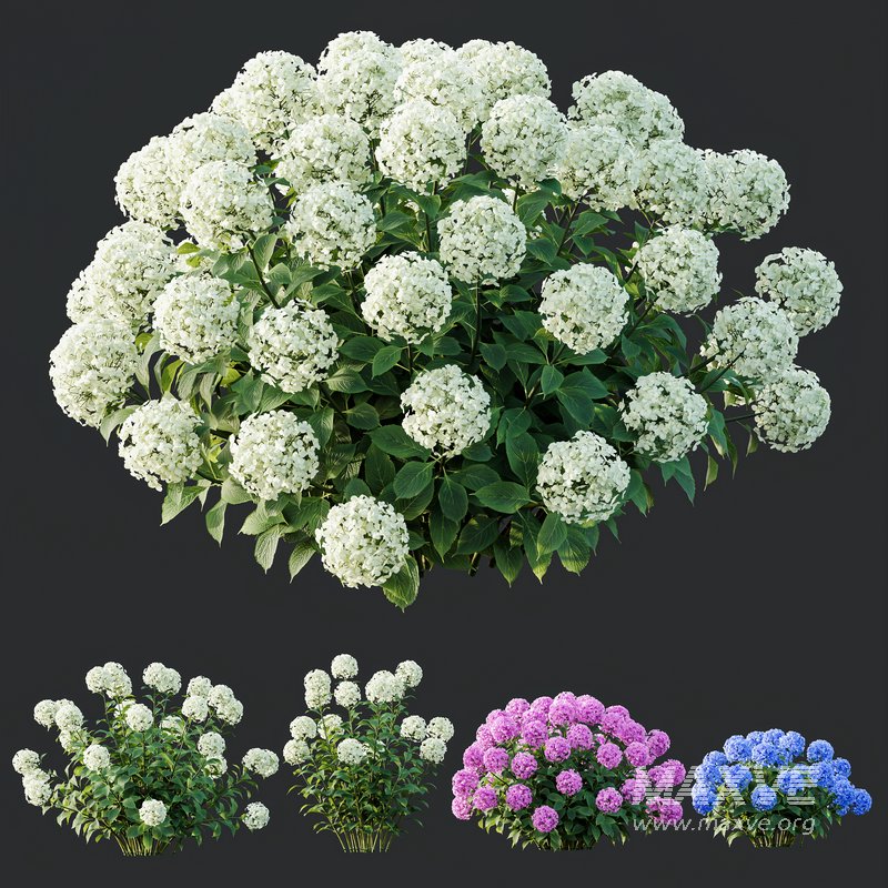 HQ Plants Smooth Wild Hydrangea Arborescens Annabelle - Image 2