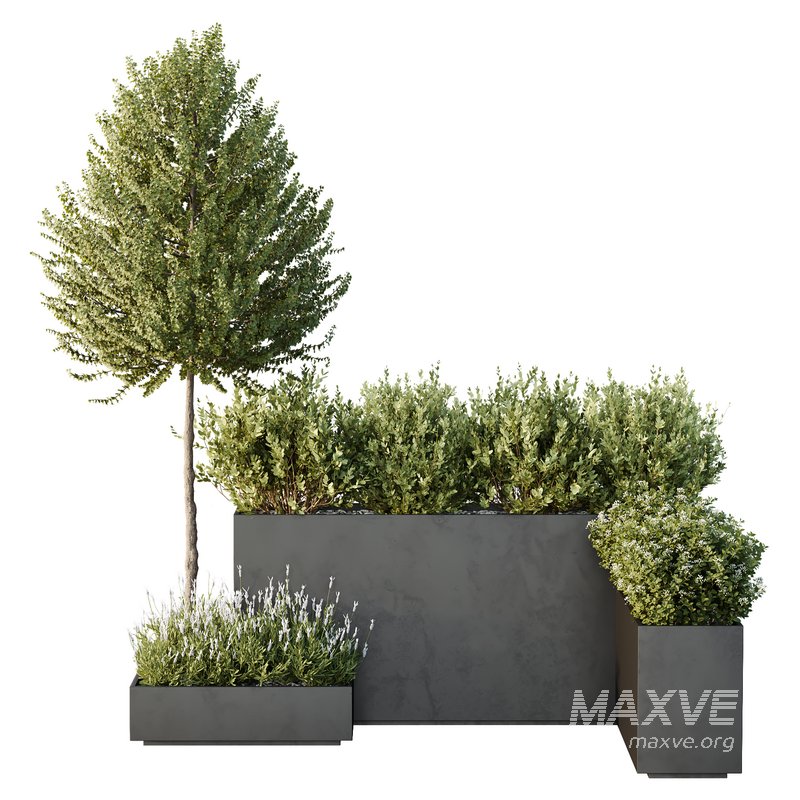 HQ Tree and bush garden box outdoor VOL 50 - Image 2