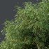 HQ Plants American Elm Tree - Thumbnail 3