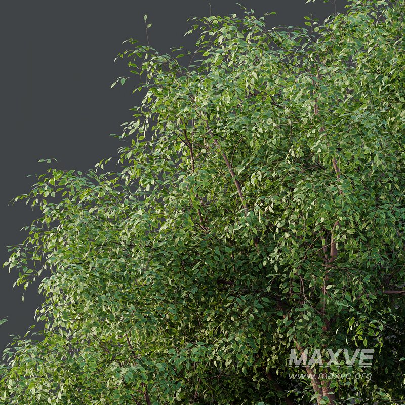 HQ Plants American Elm Tree - Image 3