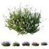 Plants Lavandula Pedunculata Atlantica Stoechas Subpedunculata - Thumbnail 2