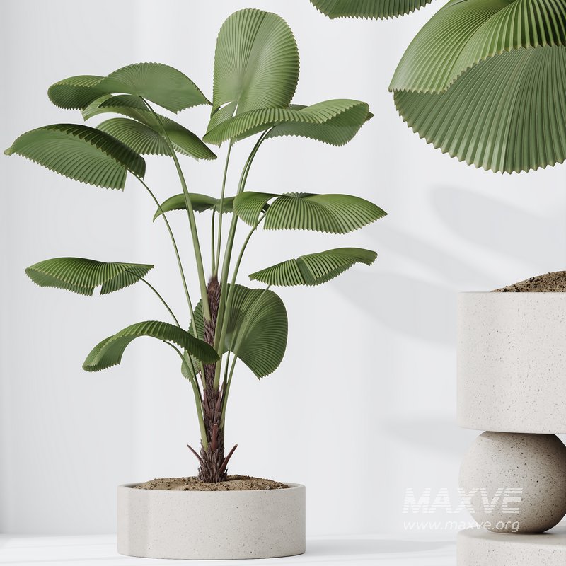 HQ HousePlants Licuala Grandis Ruffled Fan Palm - Image 2