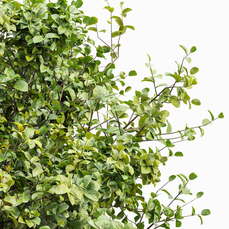 Sweet chestnut and Bush Leaf - Image 3