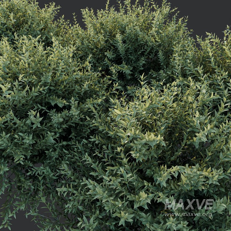 Gray Box Westringia Fruticosa Coastal Rosemary - Image 2