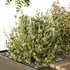 HQ Tree and bush garden box outdoor VOL 54 - Thumbnail 2