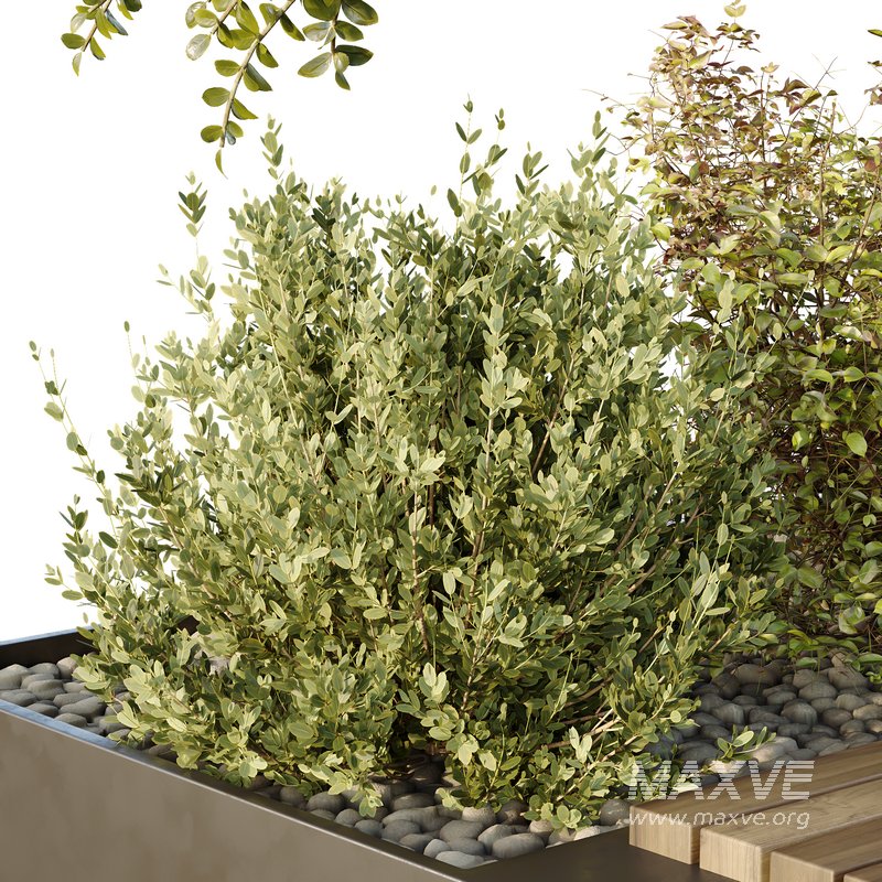 HQ Tree and bush garden box outdoor VOL 54 - Image 2