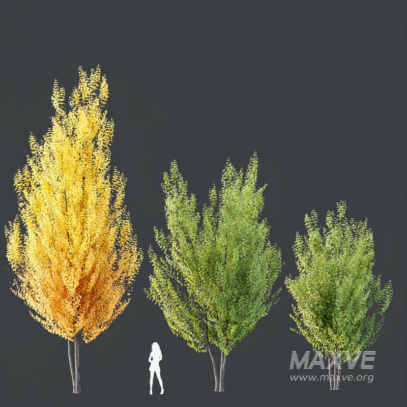 Plants Acer X_freemanii Freeman Maple Sapindaceae Autumn Blaze Set02 - Image 2