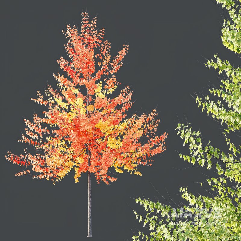 HQ Plants Acer X freemanii Freeman Maple Sapindaceae Umbrella - Image 2