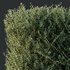 Plants Gray Box Westringia Fruticosa Coastal Rosemary Set03 - Thumbnail 1