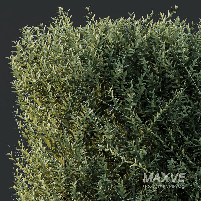Plants Gray Box Westringia Fruticosa Coastal Rosemary Set03 - Image 1