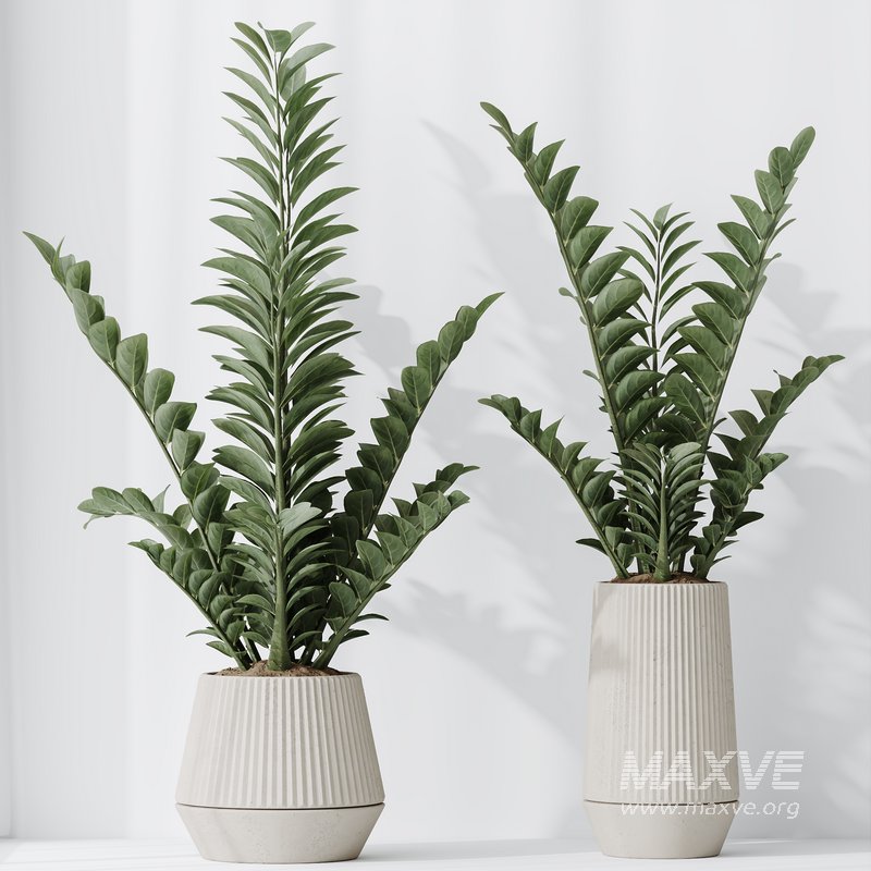 HousePlants ZZ Zamioculcas Zamiifolia Araceae Set02 - Image 1