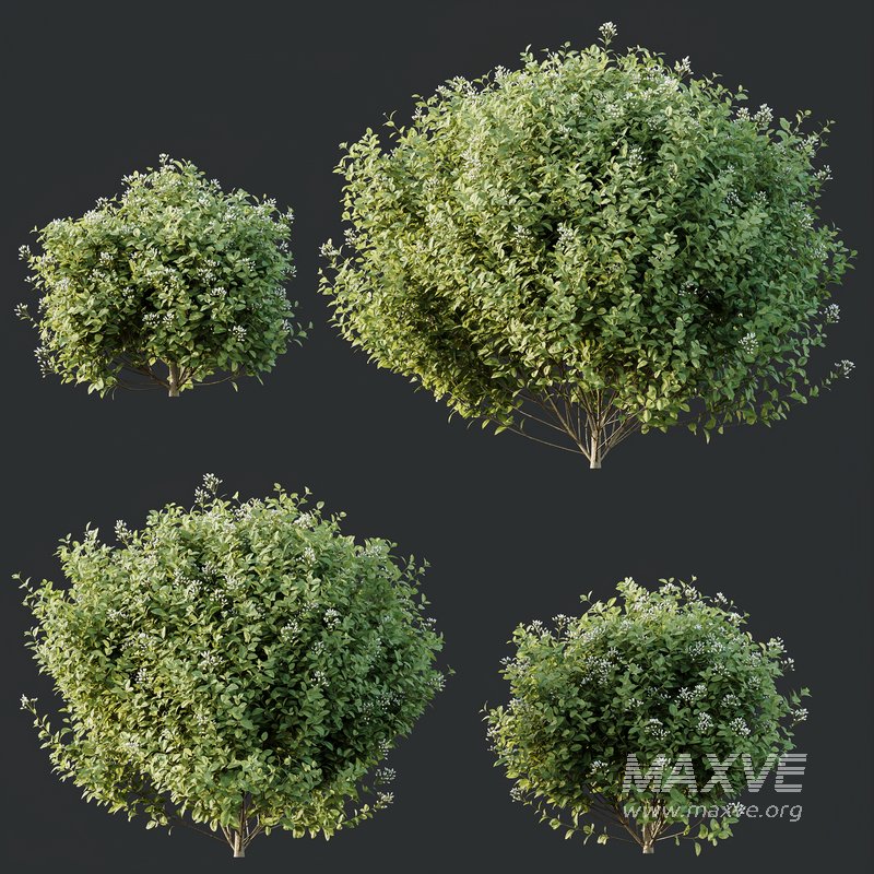 HQ Plants Stipa Tenuissima Ostnica Mocna Pony Tails - Image 2