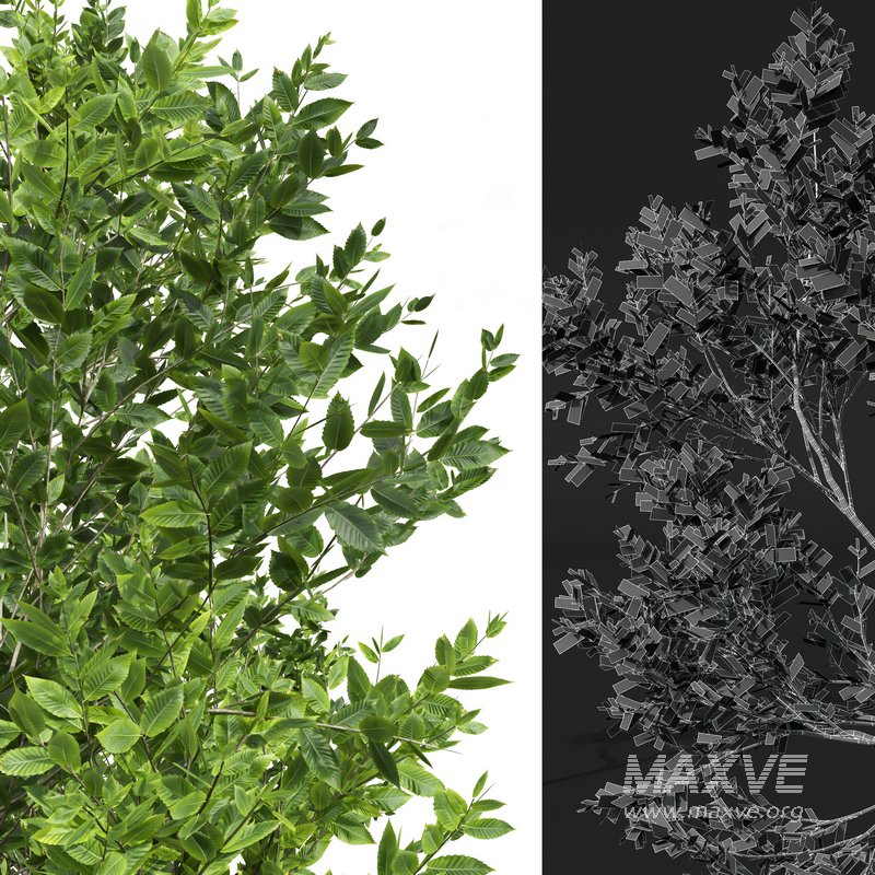 summer trees - Image 4