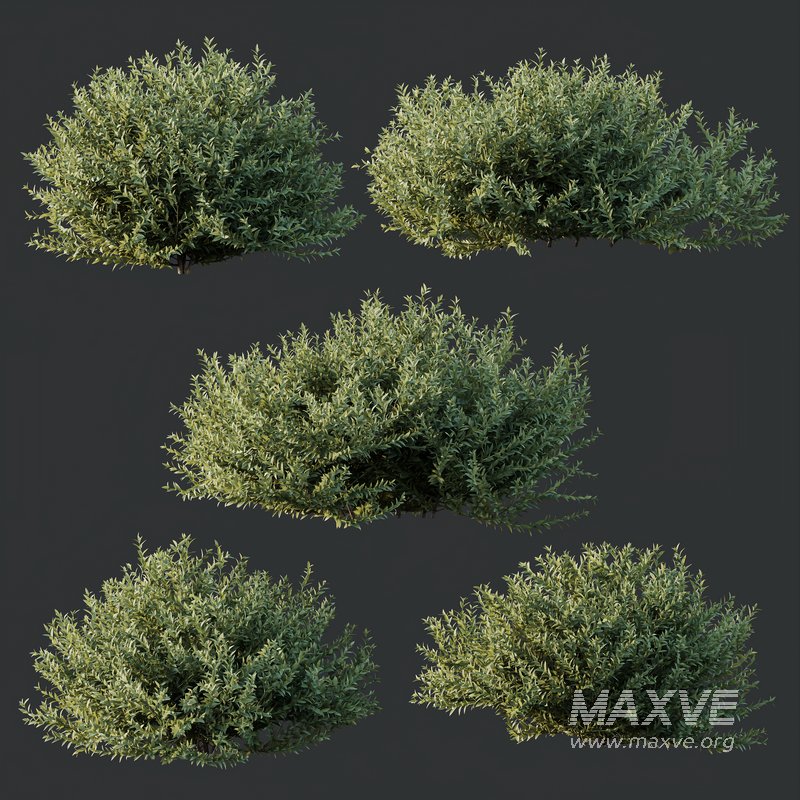 HQ Plants Gray Box Westringia Fruticosa Coastal Rosemary - Image 2