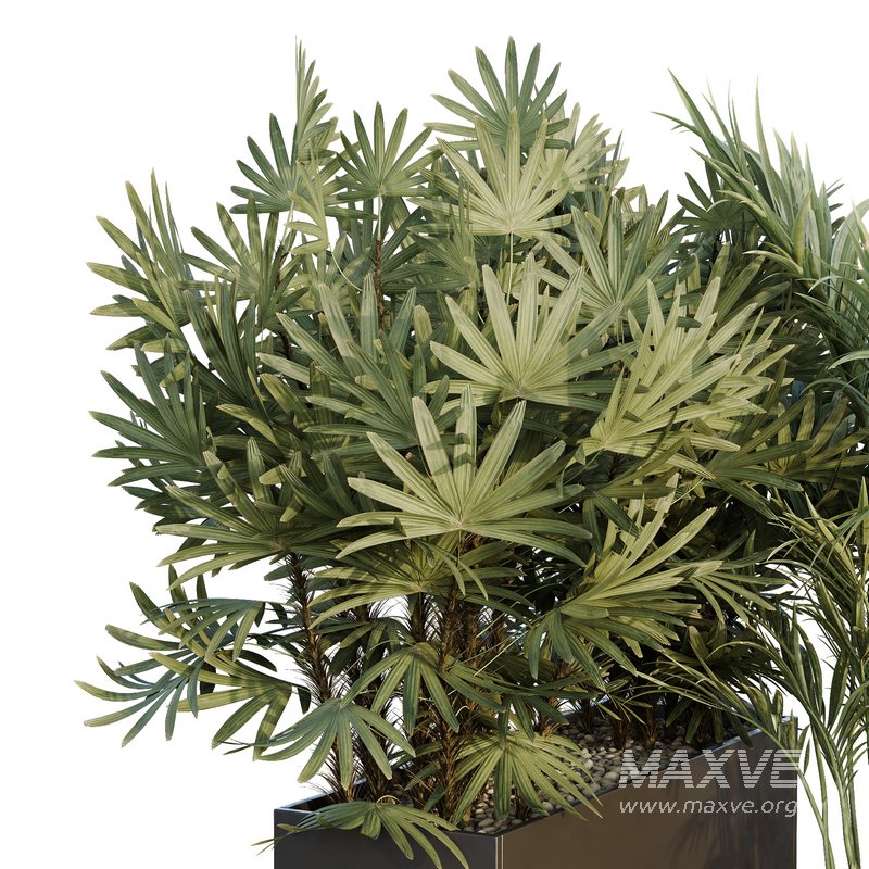 HQ Tree and bush garden box outdoor VOL 44 - Image 3