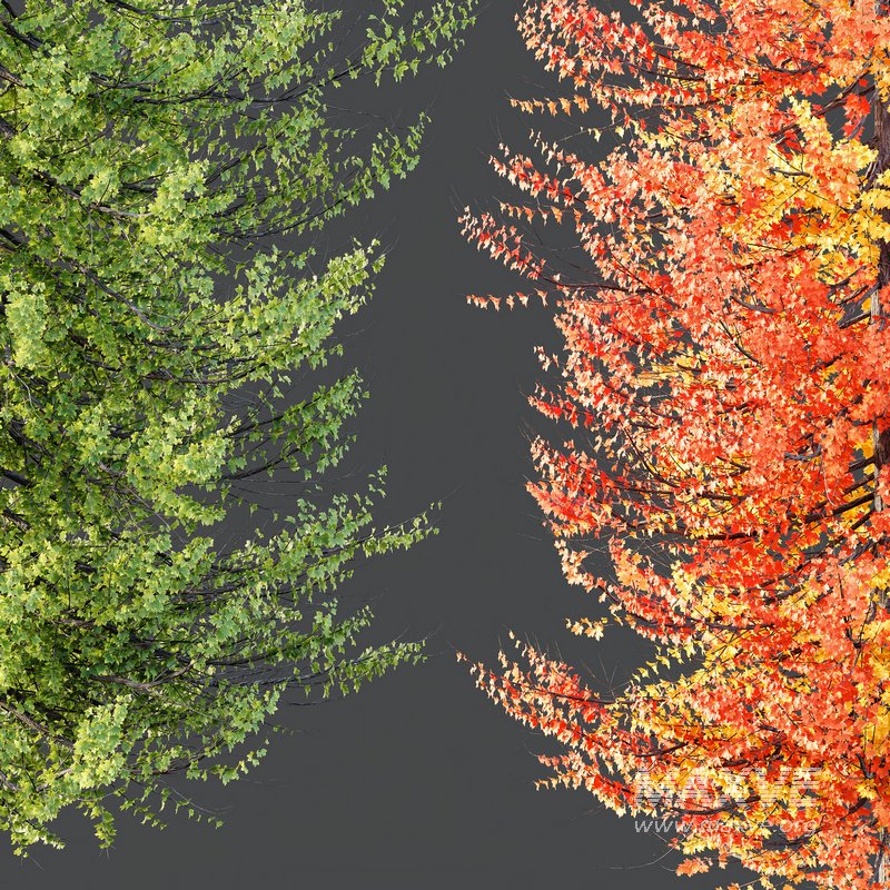 Plants Acer X freemanii Freeman Maple Sapindaceae Umbrella Set02 - Image 3