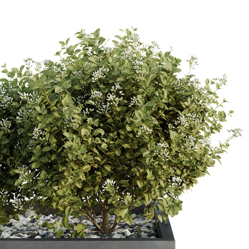 HQ Tree and bush garden box outdoor VOL 46 - Image 3