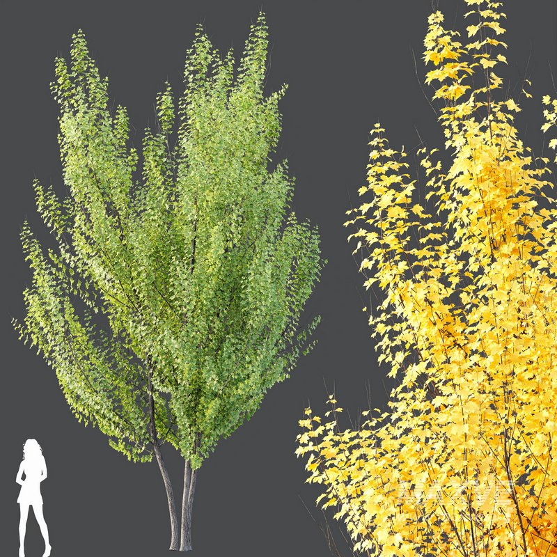 Plants Acer X_freemanii Freeman Maple Sapindaceae Autumn Blaze Set02 - Image 3