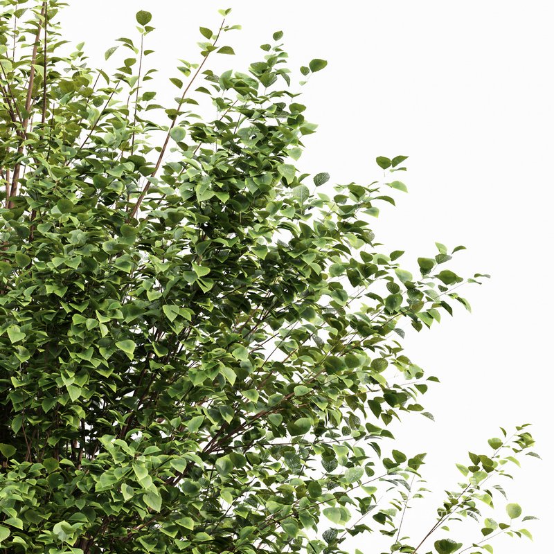 poplar 2 trees - Image 2