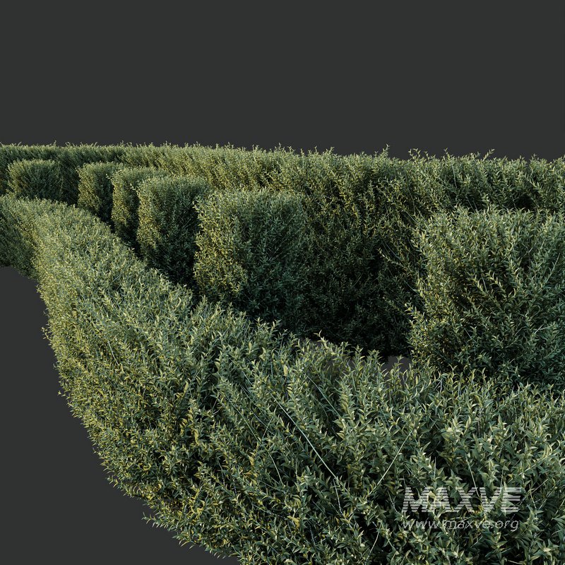 Plants Gray Box Westringia Fruticosa Coastal Rosemary Set03 - Image 2