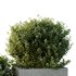 HQ Tree and bush garden box outdoor VOL 51 - Thumbnail 2