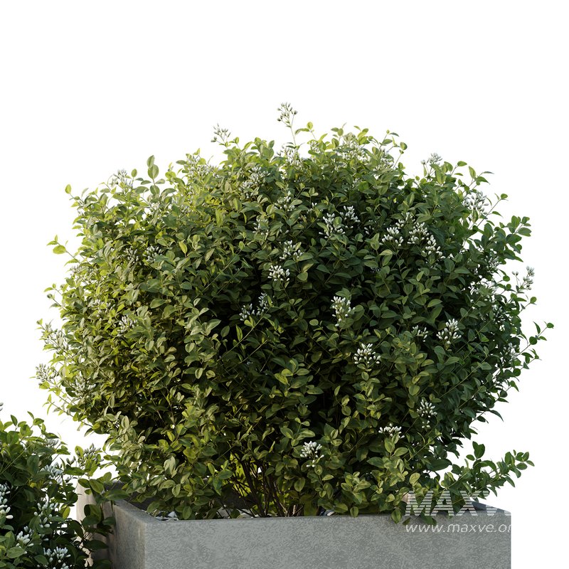 HQ Tree and bush garden box outdoor VOL 51 - Image 2