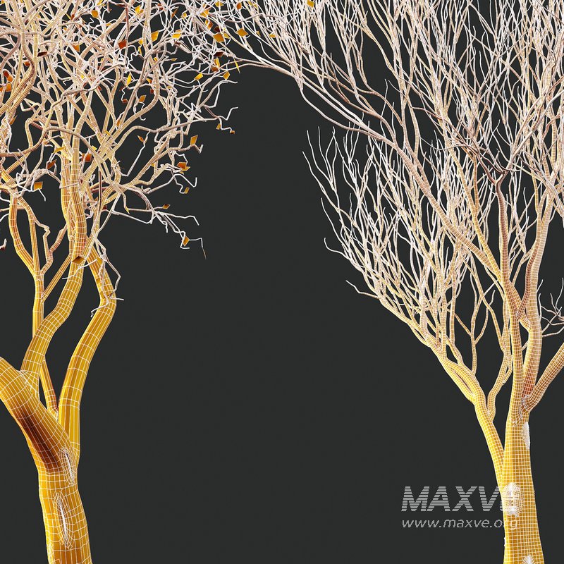 Dry Or Dead Tree 03 - Image 1