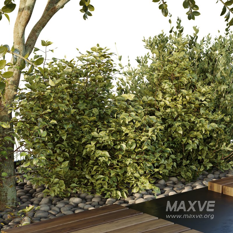 HQ Tree and bush garden box outdoor VOL 54 - Image 3