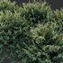 HQ Plants Gray Box Westringia Fruticosa Coastal Rosemary - Thumbnail 4