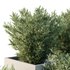 HQ Tree and bush garden box outdoor VOL 52 - Thumbnail 3