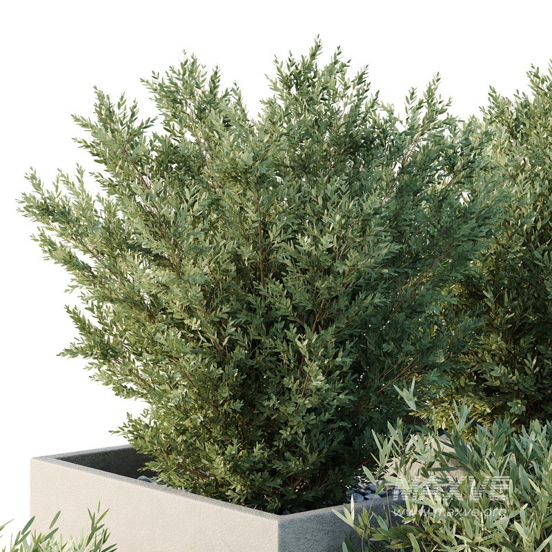 HQ Tree and bush garden box outdoor VOL 52 - Image 3