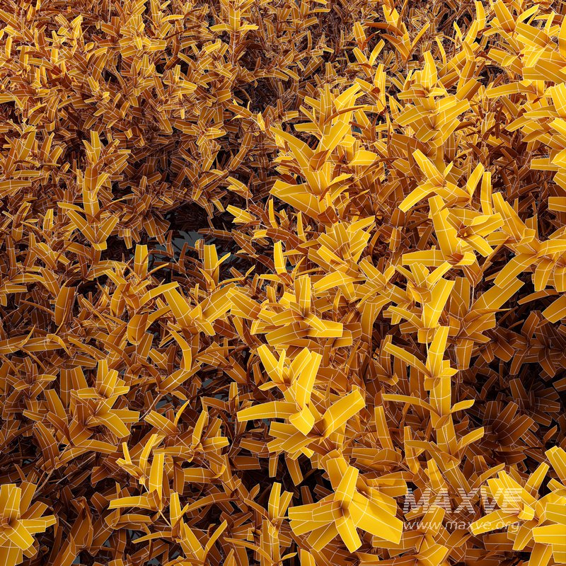 Gray Box Westringia Fruticosa Coastal Rosemary - Image 3