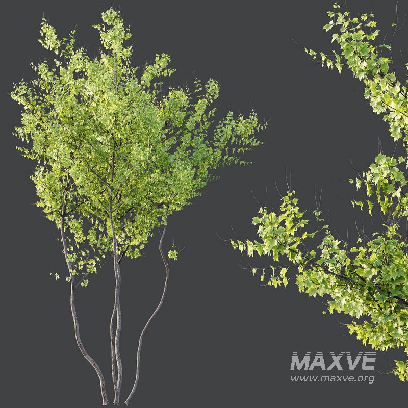 Plants Acer X freemanii Freeman Maple Sapindaceae Autumn Blaze - Image 3