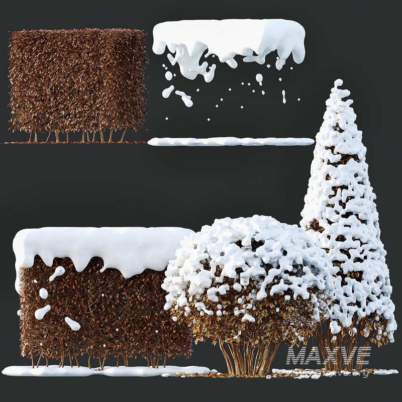 Dwarf Yaupon Holly Box Spherical Cone Winter 02 - Image 2