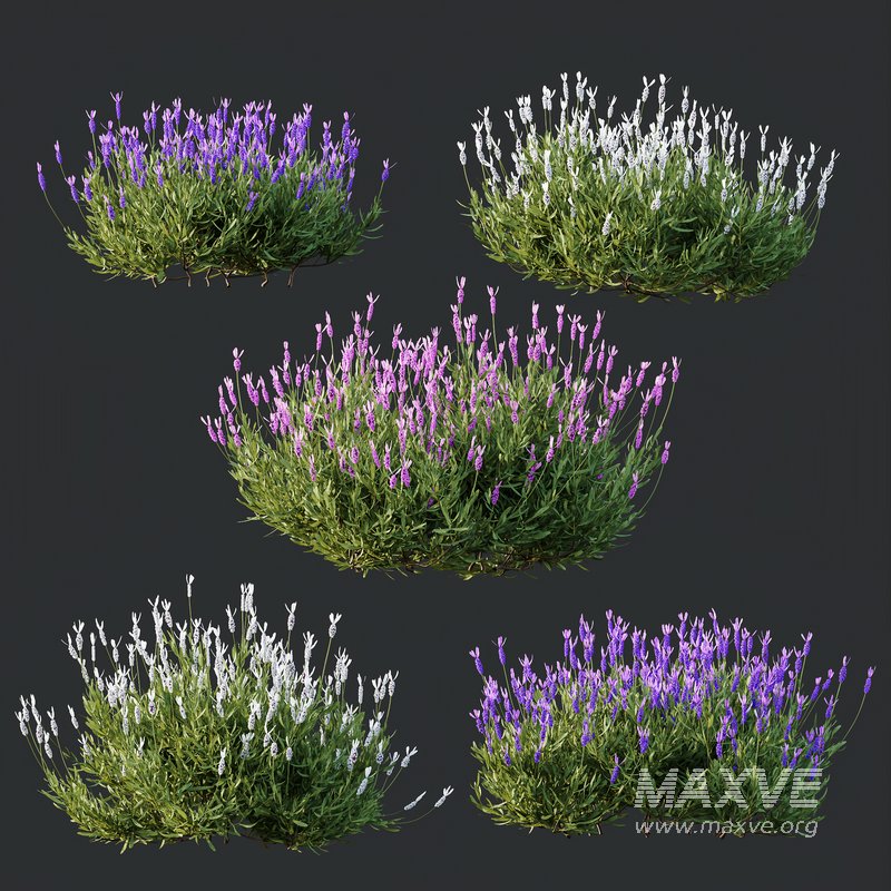 Plants Lavandula Pedunculata Atlantica Stoechas Subpedunculata - Image 3