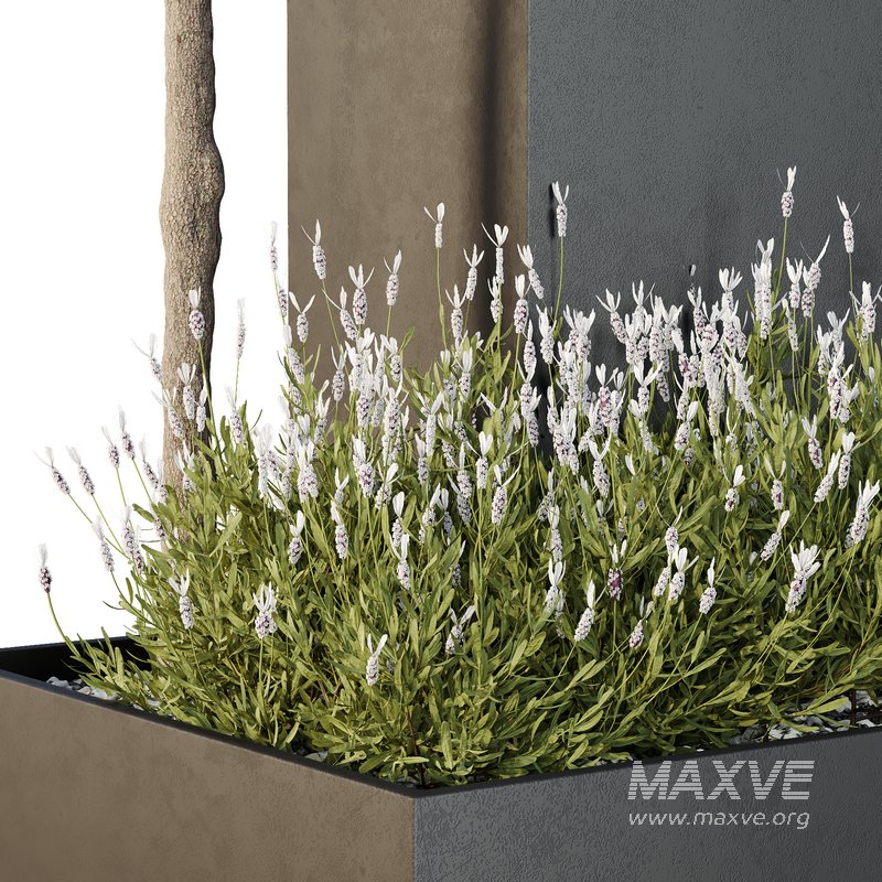 HQ Tree and bush garden box outdoor VOL 50 - Image 3
