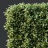HQ Plants Ligustrum Ovalifolium Argenteum Aureum Box Hedge - Thumbnail 2