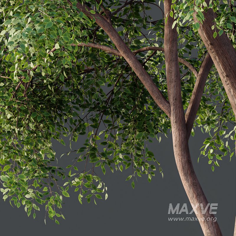 HQ Plants American Elm Tree - Image 2