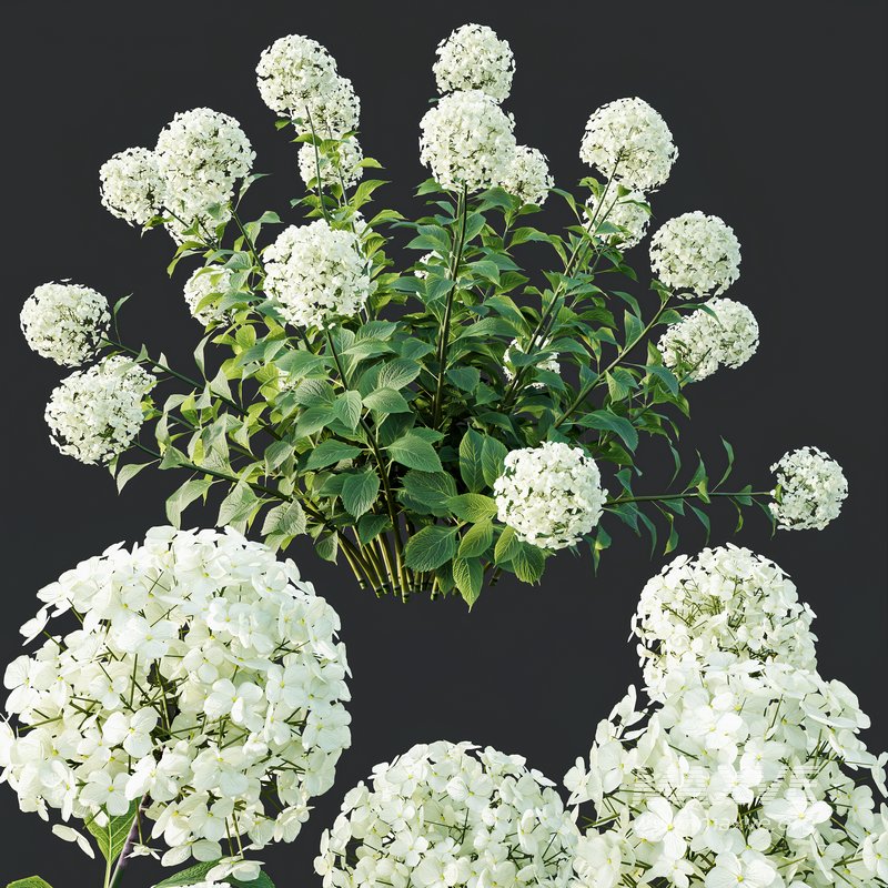 HQ Plants Smooth Wild Hydrangea Arborescens Annabelle - Image 3