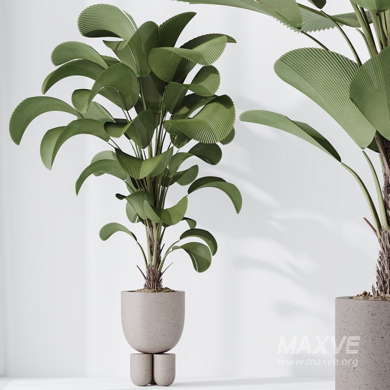 HousePlants Licuala Grandis Ruffled Fan Palm Set02 - Image 3