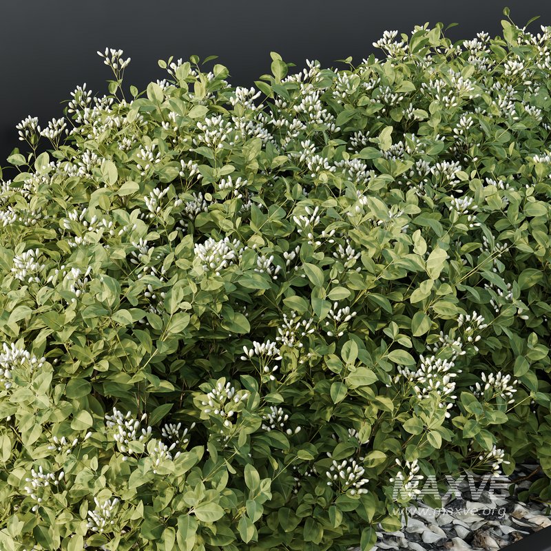 HQ Tree and bush garden box outdoor VOL 53 - Image 3